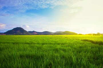 view of rice fields and mountains with the evening sky reflecting the sun