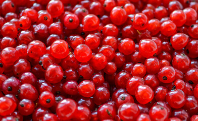 Red berries close up background
