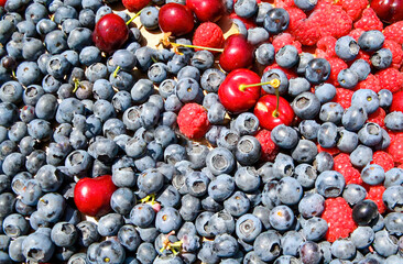 close up of red and black berries 