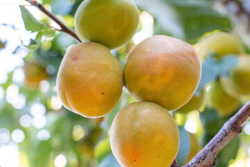 Ripe apricots grow on a branch among green leaves