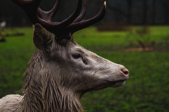 white fallow deer stag