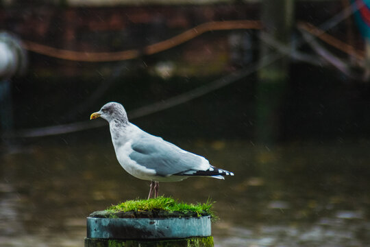 seagull on a pole