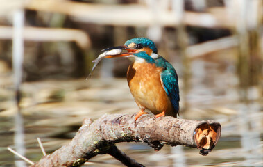 A Common Kingfisher (alcedo atthis) in the Reed