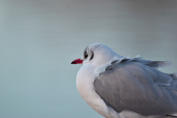 Black-headed gull, (Chroicocephalus ridibundus) with its winter plumage, Order Charadriiformes, Family of  Laridae, on a roof in town on a cold winter day at sunset