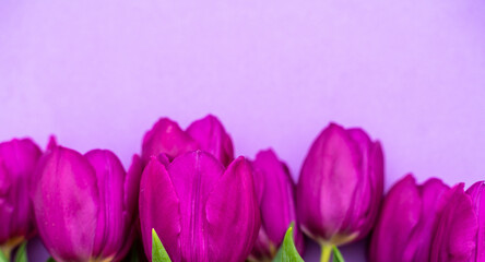 mother's day background. view from above. Beautiful bouquet of purple tulips on a purple background.