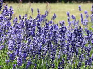 Naklejka premium Very numerous purple flowers on the stems
