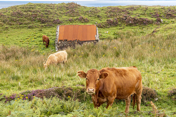 Cattle grazing by the coast near Kildorais in the north of the Isle of Skye, Highland, Scotland UK. - obrazy, fototapety, plakaty