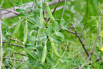 closeup the bunch ripe green peas with pods and plant growing in the farm over out of focus green brown background.