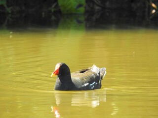Coot flows on golden water in the sun