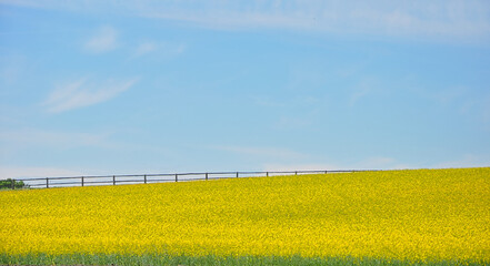Rapsfeld, Hintergrund, Landschaft, Natur