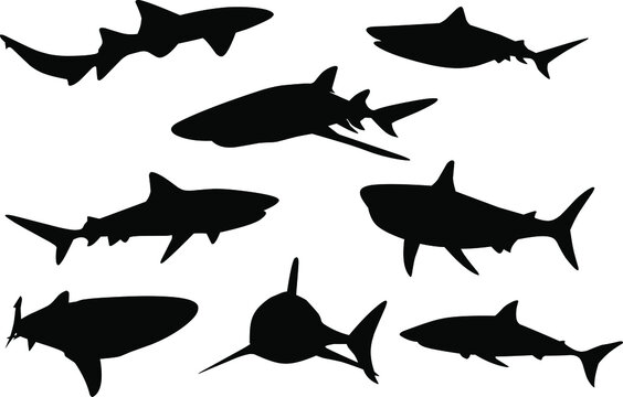 silhouette wild shark vector