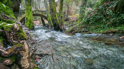 Forest landscape with medieval stone bridge in Troodos mountains. Venetian historical landmark in Cyprus