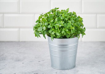A fresh basil in a metal pot on a white brick background. The concept of organic food. Front view and copy space