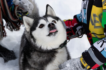 A dog of the Siberian husky breed with a funny expression of the muzzle. A domestic dog plays with children in the winter outside and makes faces.