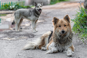 Two stray dogs on the street. The problem is with mongrels on the streets of the city.