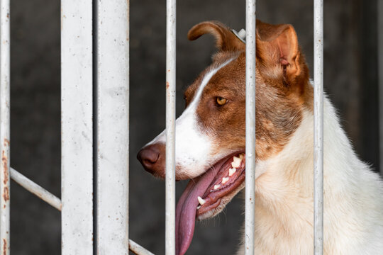 A thoroughbred hunting dog in an aviary. A dog with a protruding tongue in a pet shelter.