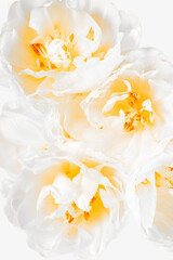 Fototapeta na wymiar Bouquet of white tulips. Closeup image, floral pattern