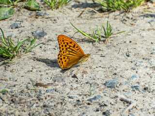 The High Brown Fritillary (Argynnis adippe) resting on a ground. Upper wings are orange with black markings, the undersides are duller orange with white and brown markings