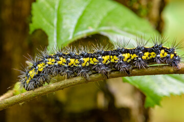 schönbär, callimorpha dominula, natur, raupe, Scarlet tiger moth, scharalch tiger motte, schmetterling, schönbär, tier, urwald, bayerischerwald