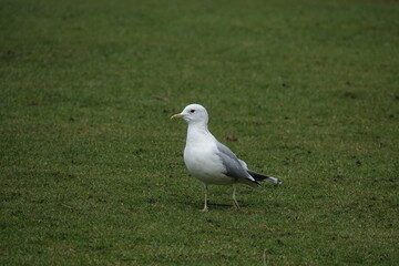adult common gull (Larus canus) also called a sea mew
