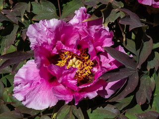 Close-up of tree peony or moutan (Paeonia suffruticosa) with cup-shaped pink and dark purple bloom with yellow center blooming in garden