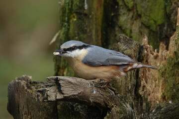 Eurasian nuthatch (Sitta europaea)