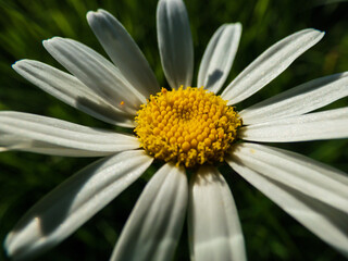Macro of the ox-eye daisy, oxeye daisy, dog daisy, marguerite (Leucanthemum vulgare) with white ray florets and yellow center