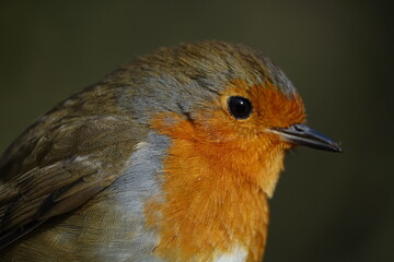 portrait of European robin (Erithacus rubecula)