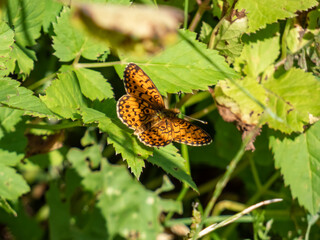 The High Brown Fritillary (Argynnis adippe) resting on a green leaf. Upper wings are orange with black markings, the undersides are duller orange with white and brown markings