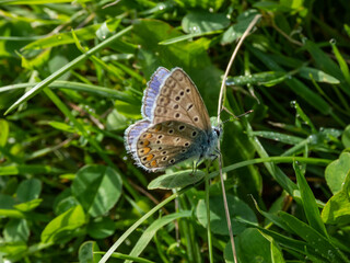 Close-up of the adult common blue butterfly or European common blue (Polyommatus icarus) with visible underside of wings on a grass stem surrounded with green vegetation