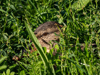 Close-up of adult female mallard or wild duck (Anas platyrhynchos) with predominantly mottled plumage sitting deep in green grass