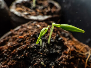 Home-grown small pepper plants growing on a window sill. Indoor gardening and germinating seedlings. Food growing from seeds