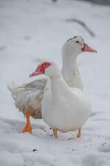 White duck in snow