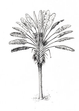 Ravenala palm tree