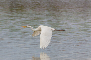 Ardea alba flying