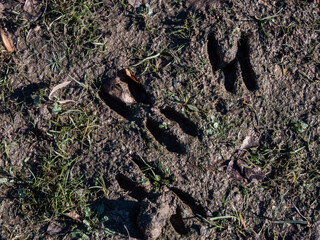 Naklejka na ściany i meble Close-up of footprints of roe deer (Capreolus capreolus) in very deep and wet mud after running over the wet soil in sunlight