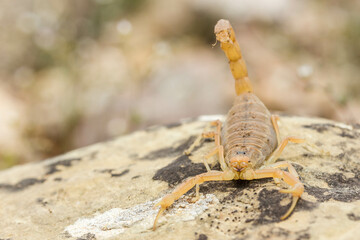 portrait of a scorpion
