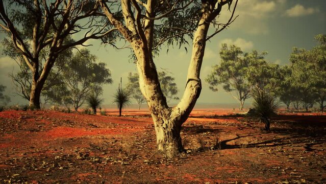 amazing sunset at savannah plains in National Park of Kenya