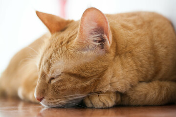 Naklejka premium Sleeping