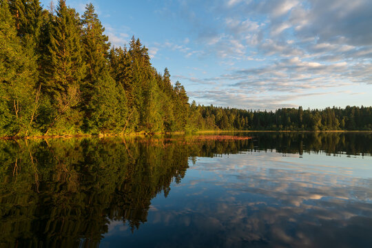 View of Lake Valdayskoye (Lake Valdai) and coniferous forest on the shore with reflection in the water on a sunny summer day, Novgorod region, Russia