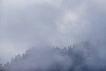 Naklejka na ściany i meble Fog in the forest
