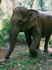 Fototapeta premium Elefante en la selva de Camboya 