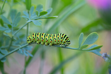 caterpillar on a leaf