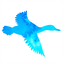 flying duck blue watercolor silhouette, isolated vector