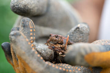 little toad between the hands
