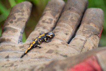 small amphibian on one hand