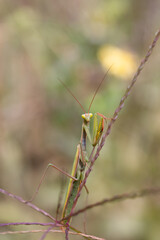 mantis on grass looking at camera
