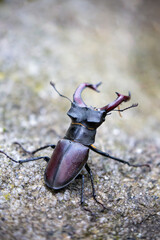 lucanus cervus photographed from the back
