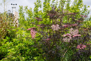 Fototapeta na wymiar Flowering shrubs in the garden
