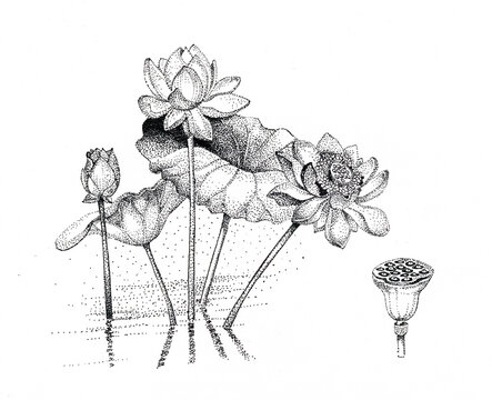 Lotus plant with flowers